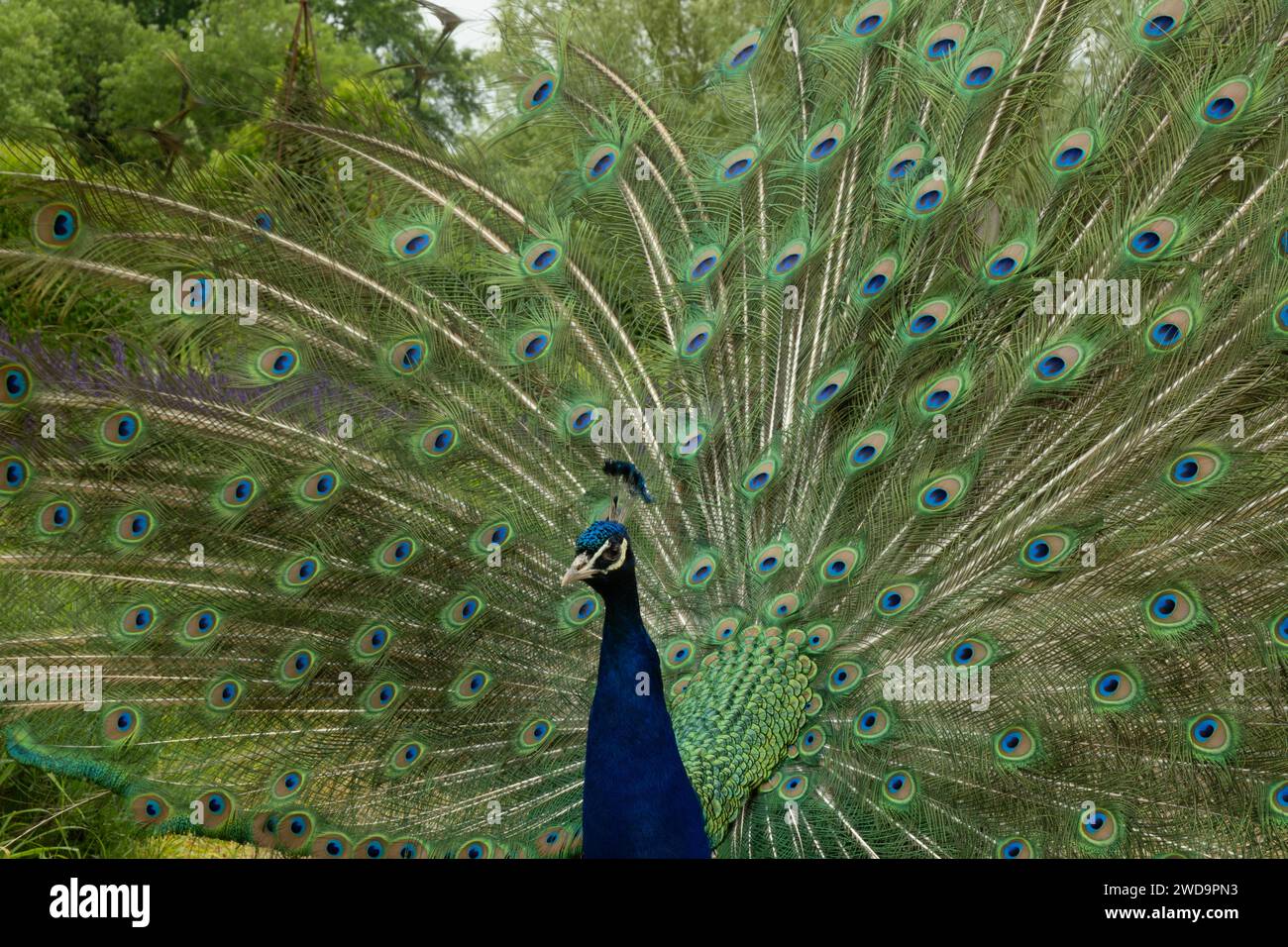 Ein Pfau zeigt einen extravaganten Fan von schillernden Schwanzfedern inmitten von grünem Laub. Stockfoto