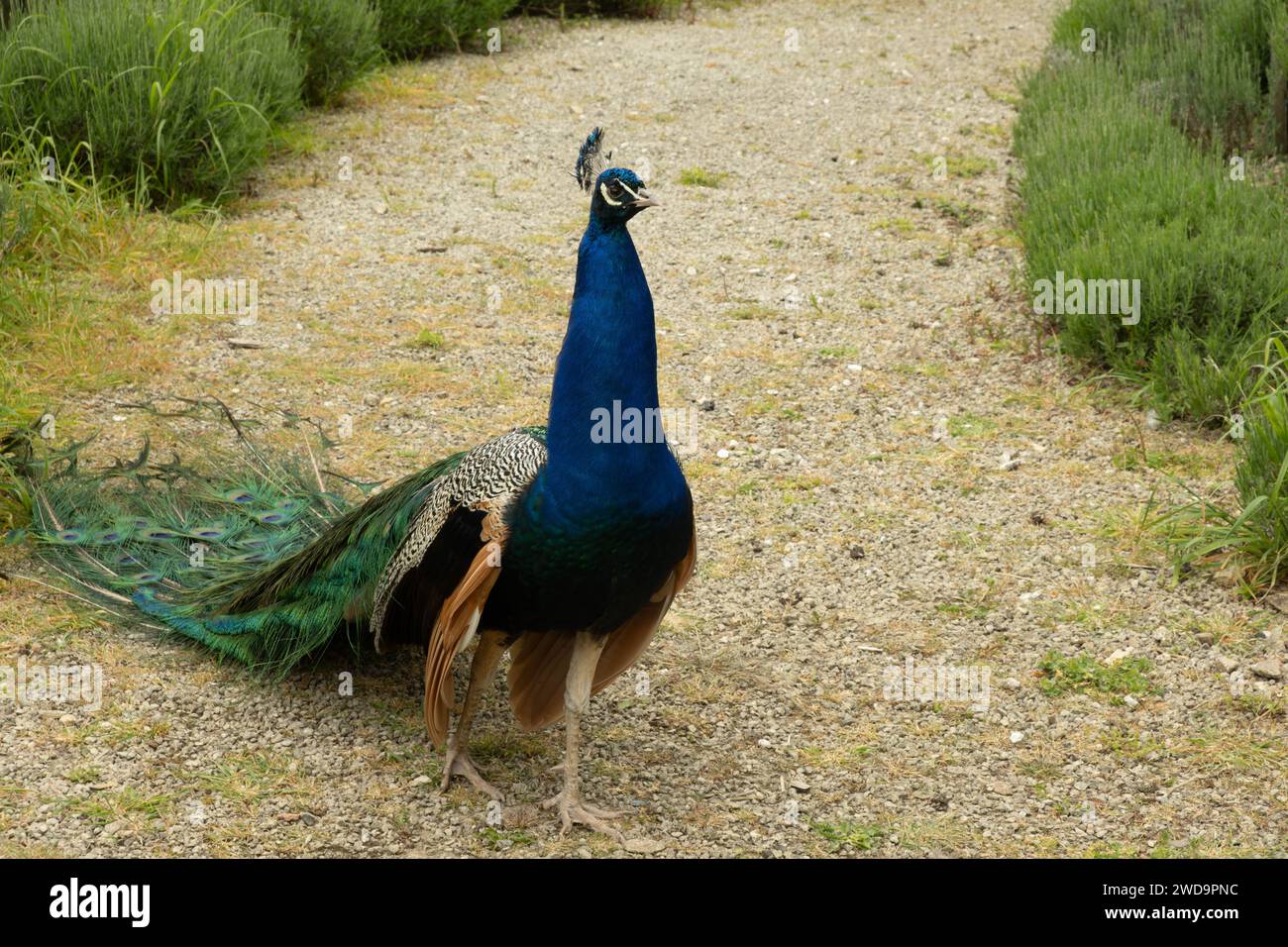 Pfau mit seinen Federn hinter ihm. Stockfoto