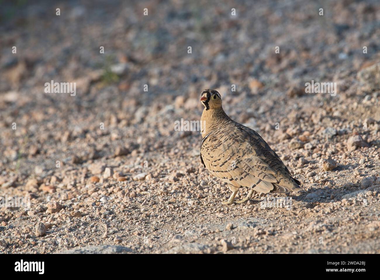 Männliches Schwarzhühnchen (Pterocles decoratus) Stockfoto