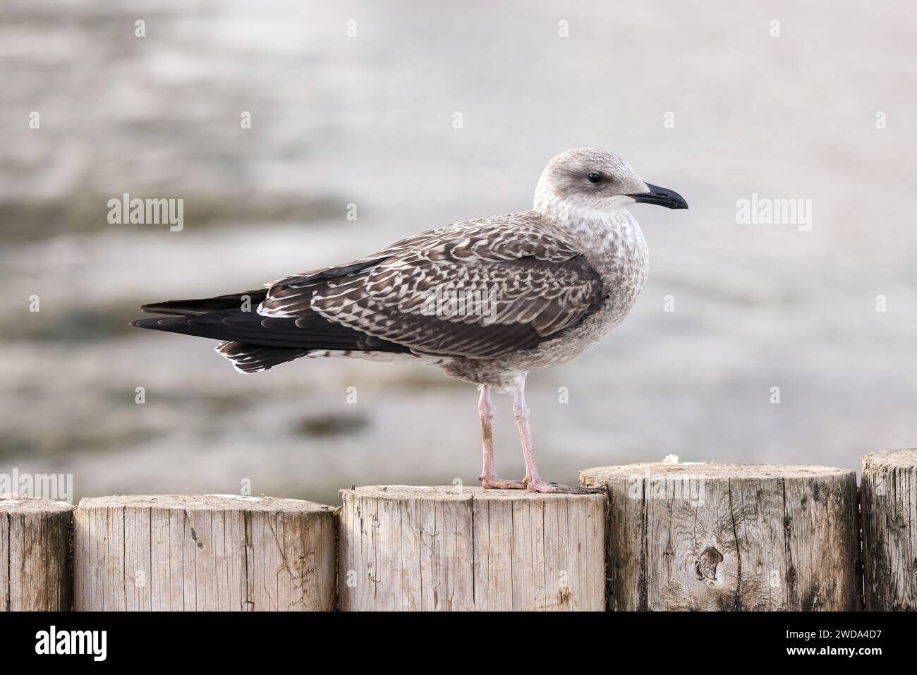 Gelbbeinmöwe - Larus michahellis - Jungtiere, die bis zum ersten Wintergefieder malten. Suffolk. 31. August 2022 Stockfoto