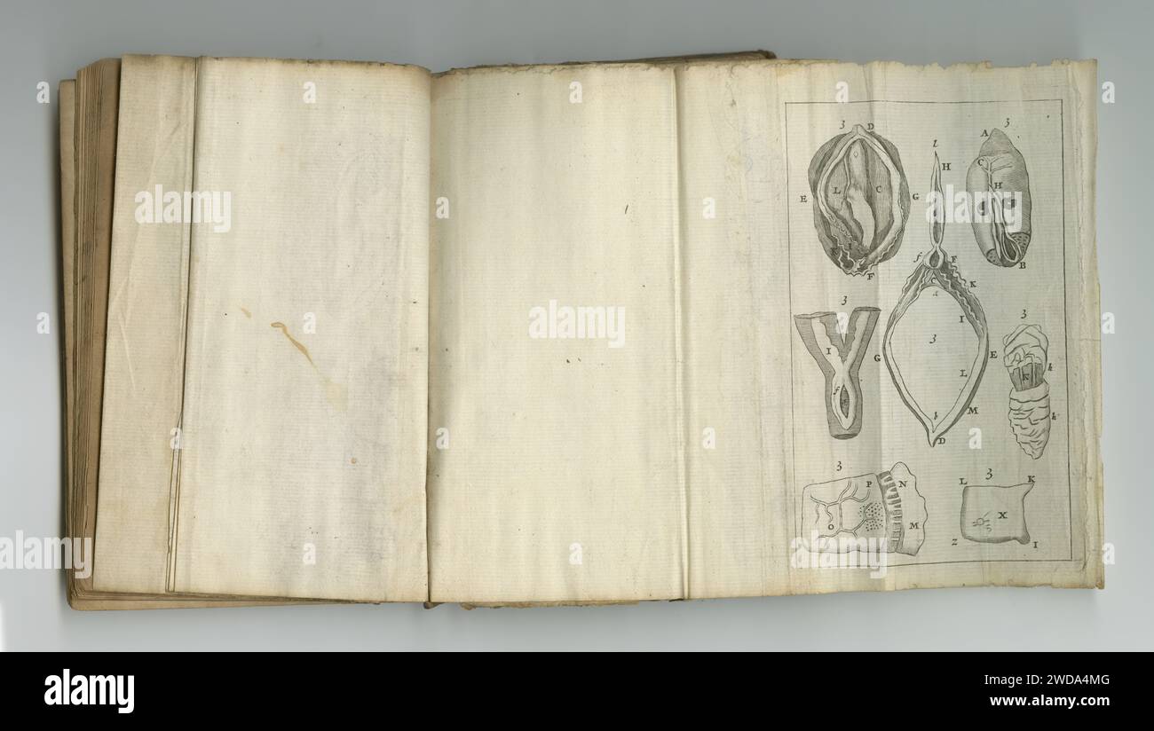 Medizin, Zeichnung und Buch der Anatomie auf Papier im antiken, alten oder alten Wissenschaftslehrbuch mit Wissen. Archiv, Abbildung und Diagramm auf Stockfoto