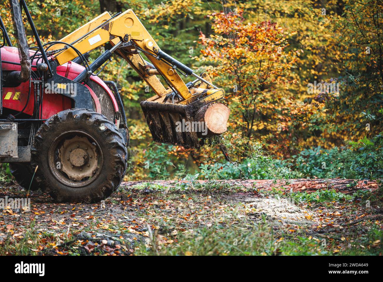 Traktor mit Greifer im Wald. Holzindustrie. Schwere Maschinen für Holzarbeiten und Holzladen Stockfoto