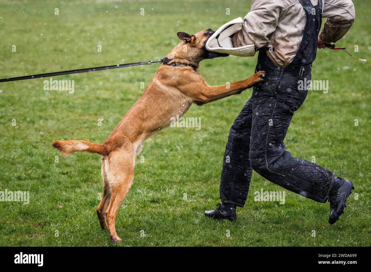 Belgischer Malinois-Hund, der Beiß- und Verteidigungsarbeit mit Polizeihundeführer macht. Tiergehorsamstraining Stockfoto