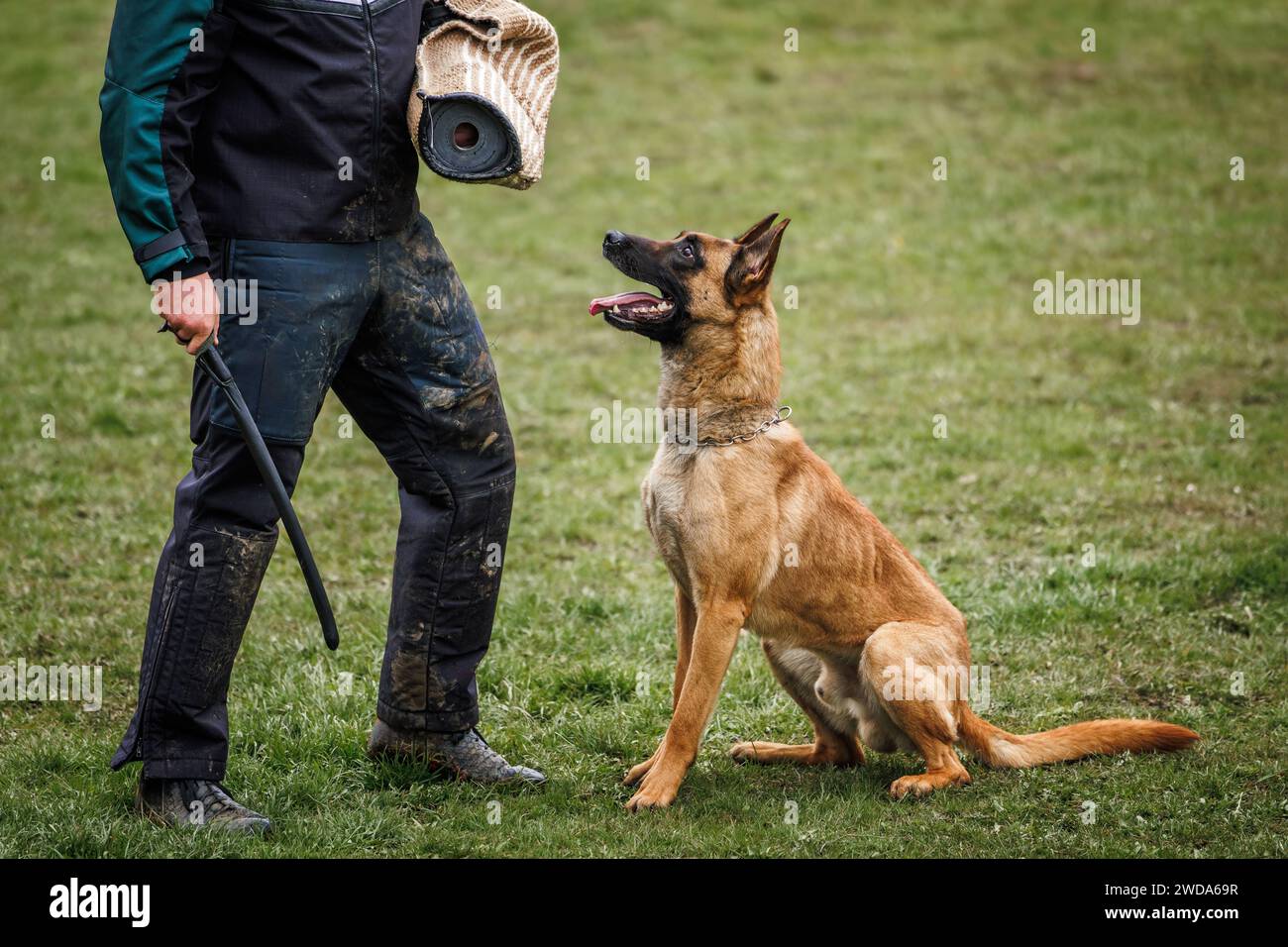 Tiergehorsamstraining. Der belgische Malinois-Hund macht Bissen- und Verteidigungsarbeiten mit dem Hundeführer der Polizei Stockfoto