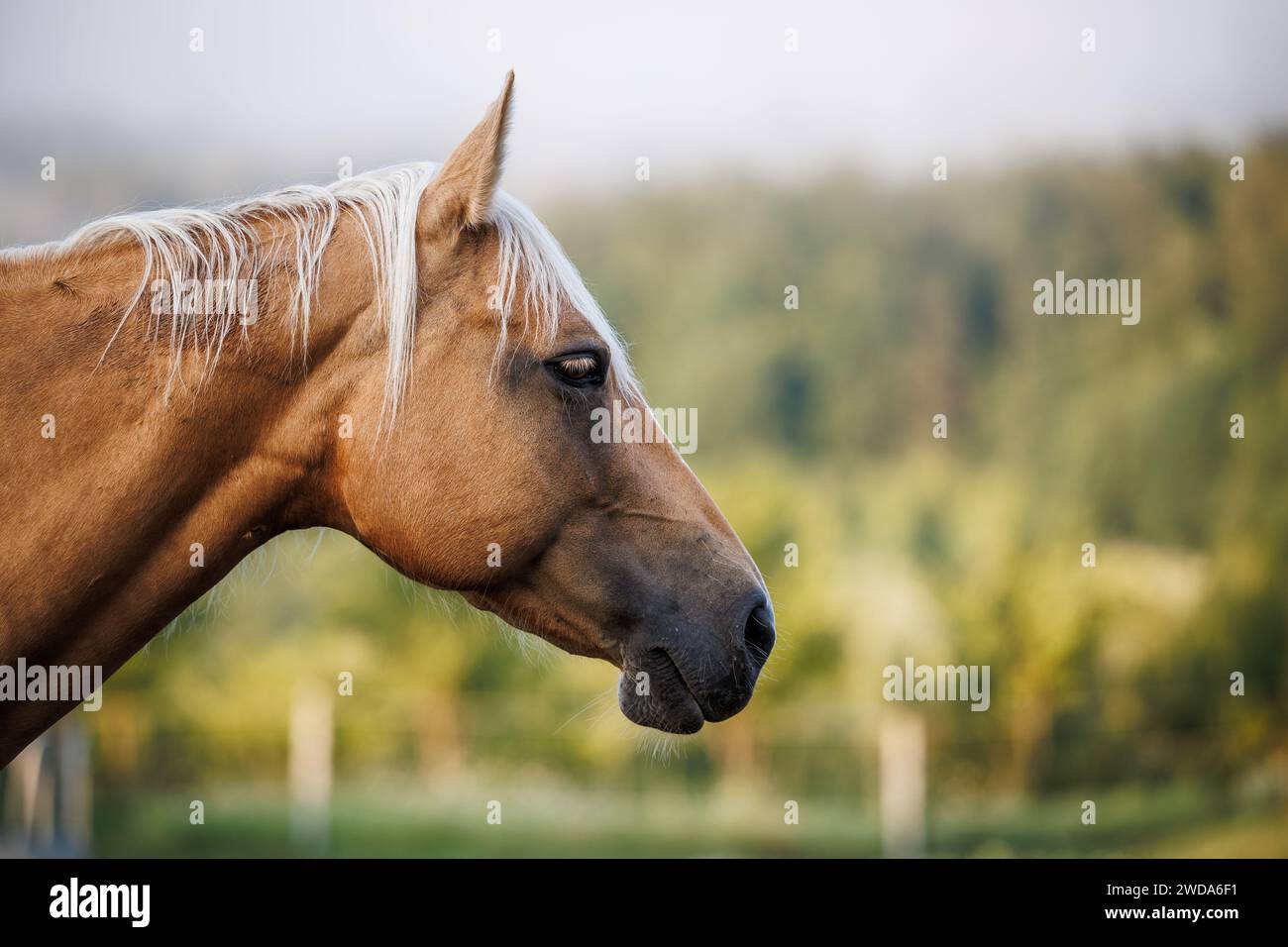 Palomino Pferd auf der Weide auf der Ranch. Tierkopfporträt Stockfoto