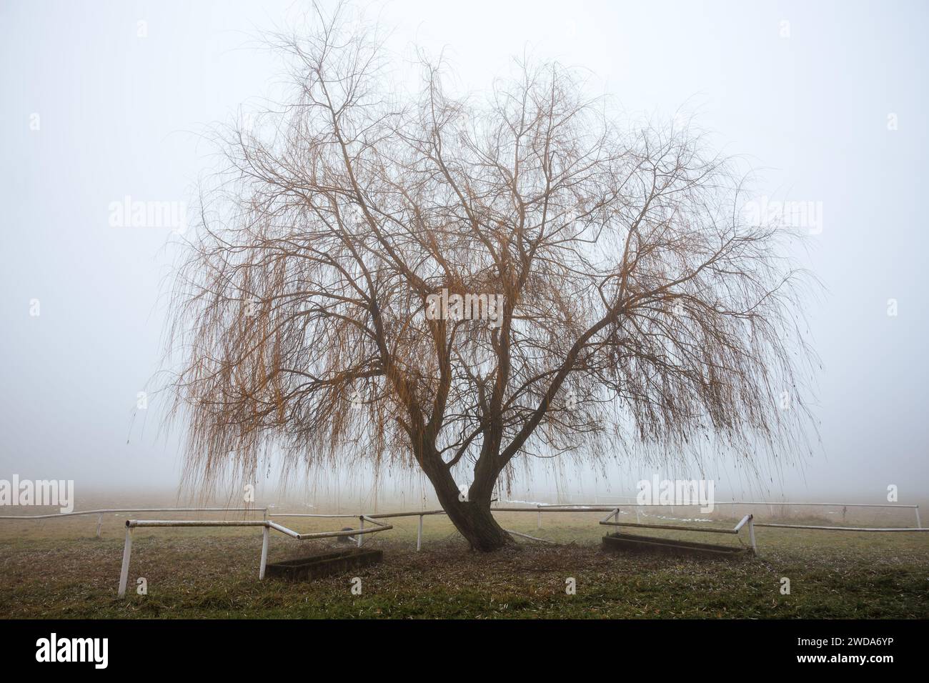 Einsamer Weidenbaum im Nebel auf einer einsamen Weide. Neblig kaltes Wetter in der Natur Stockfoto