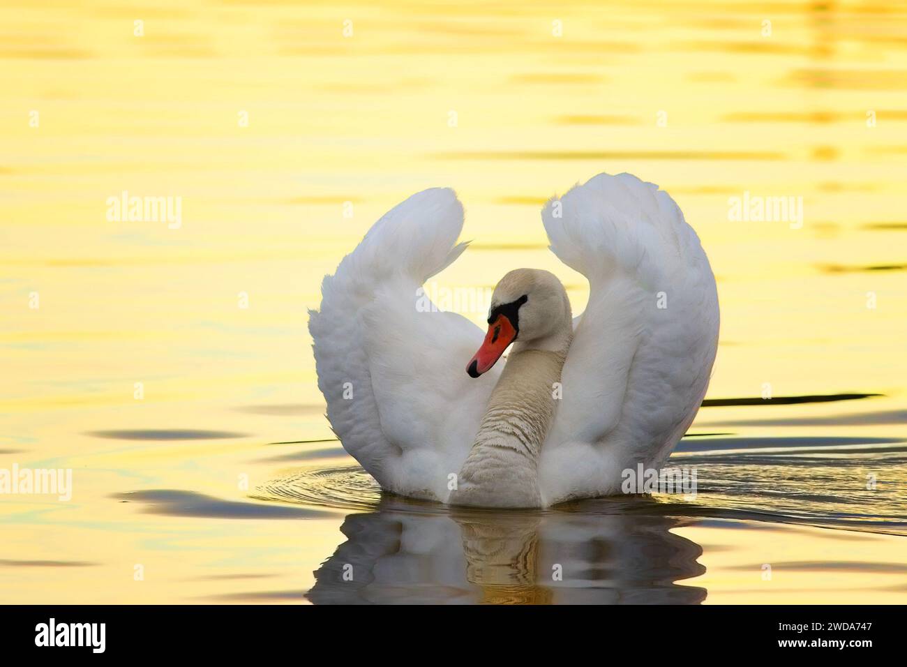 Schönes Schwan-Paarungsverhalten auf dem Teich, bunte Reflexionen des Sonnenuntergangs (Cygnus olor) Stockfoto