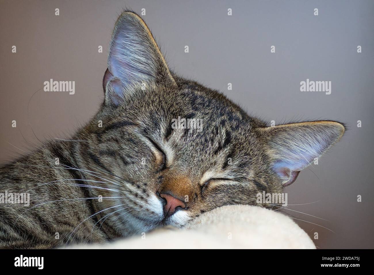 Süßes verschlafenes Kätzchen, Porträt einer bunten Katze Stockfoto