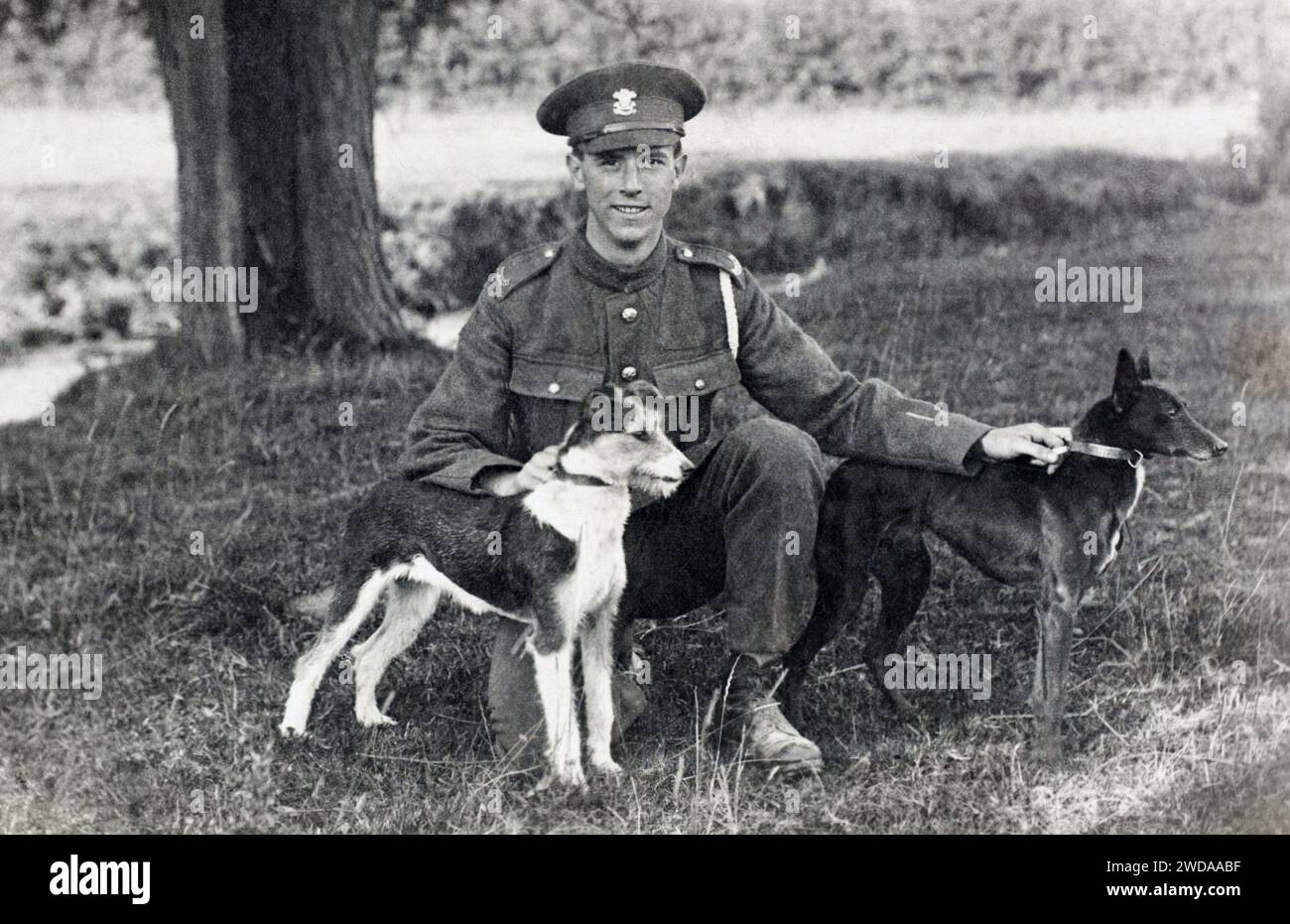 Ein Privat des walisischen Regiments mit seinen zwei Hunden während des Ersten Weltkriegs. Stockfoto