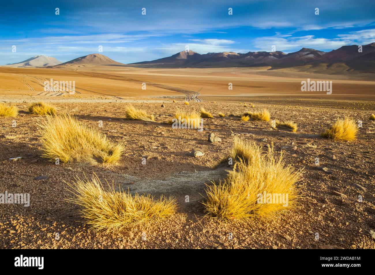 Goldene Büschel im bolivianischen Hochland (San Pedro de Quemes, Provinz Nor Lípez, Departement Potosí) Stockfoto