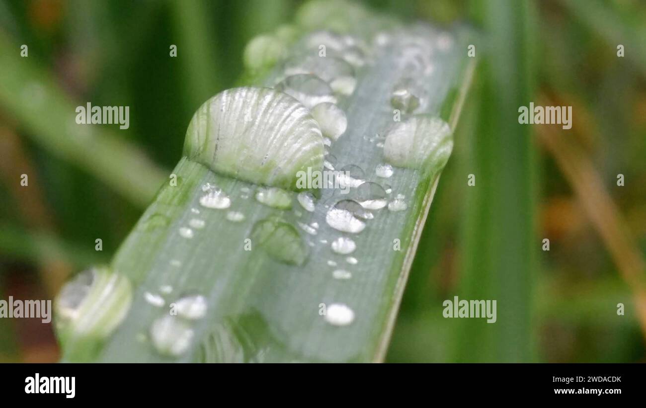 Nahaufnahme von Wassertropfen auf einer üppig grünen Pflanze Stockfoto