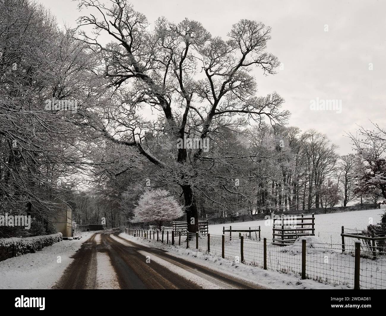 Verschneite ländliche Szene mit teilweise freigelegten Straßen und einem großen Baum, der die Aussicht dominiert Stockfoto