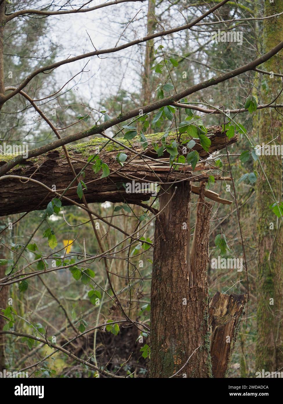 Ein Nahaufnahme eines schlanken Baumstamms, der in einem Waldgebiet wächst und durch die jüngsten starken Winde in eine L-Form gerissen wurde Stockfoto