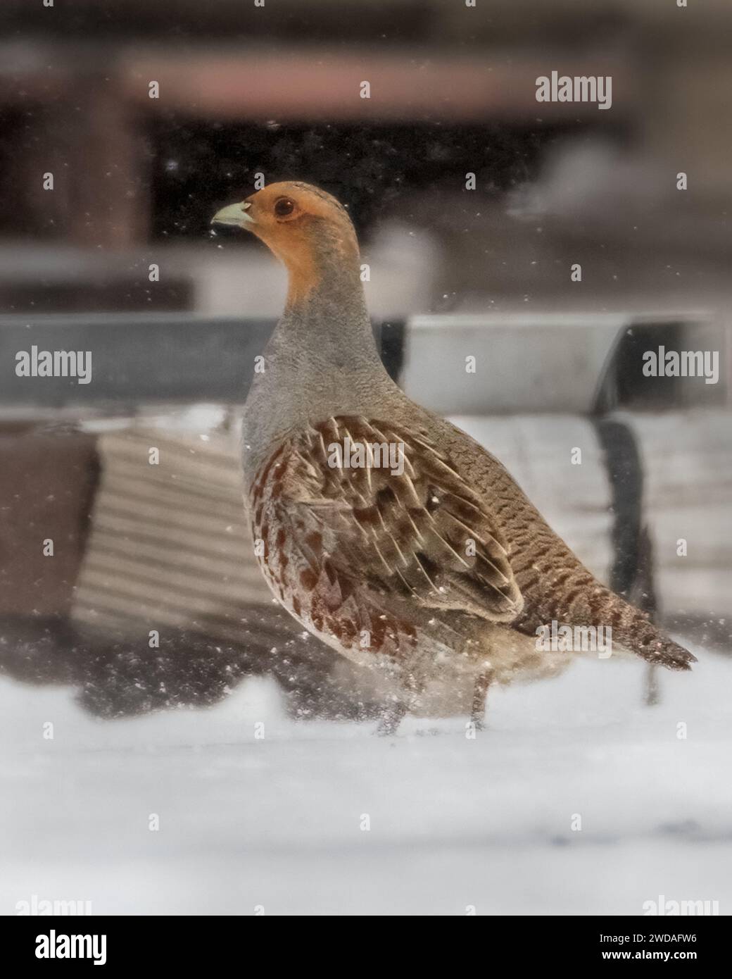 Graues Rebhühnchen sucht im Winter in einem Holzhof nach Essen Stockfoto