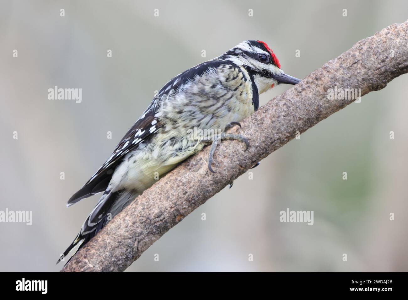 Kleiner Vogel mit roten Federn und schwarzem Schwanz auf dem Kopf Stockfoto