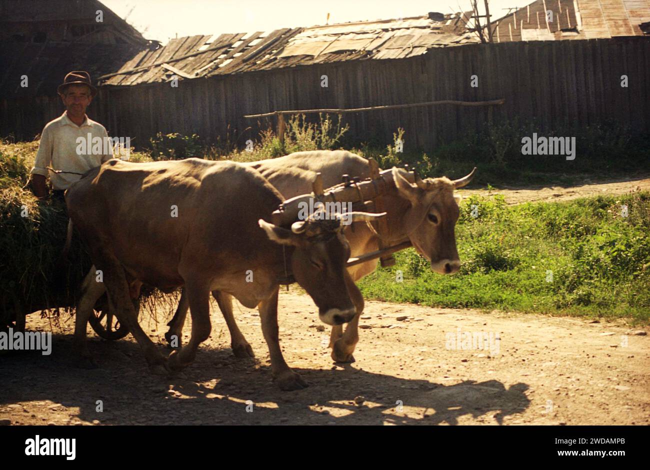 Vrancea County, Rumänien, ca. 1992. Bauer auf der Dorfstraße mit einem mit Heu gefüllten Viehkarren. Stockfoto