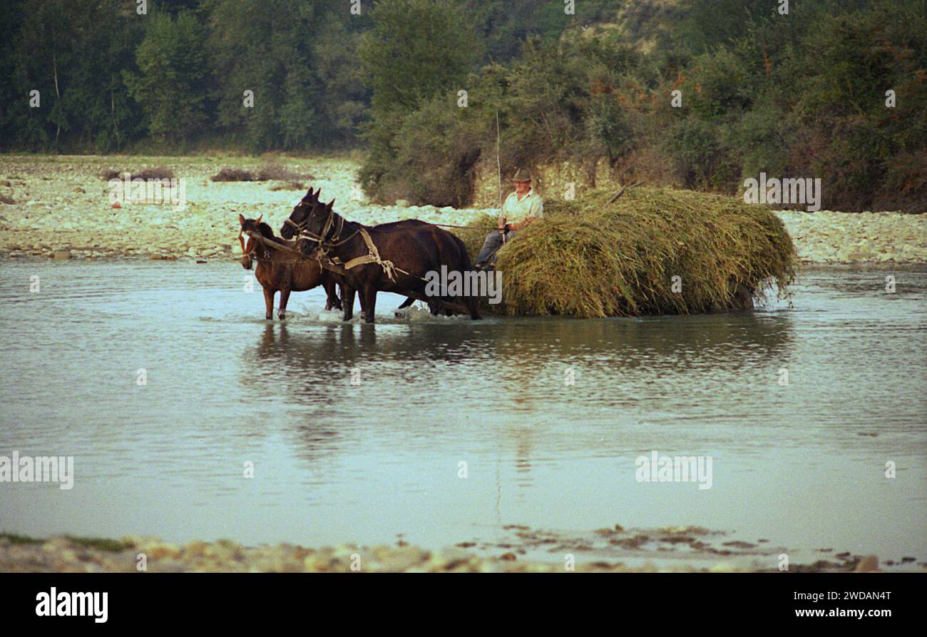 Vrancea County, Rumänien, ca. 1995. Ein einheimischer Mann in einem Pferdewagen voller Heu, der den Fluss Putna überquert. Ein Fohlen, das an den anderen Pferden entlang läuft. Stockfoto