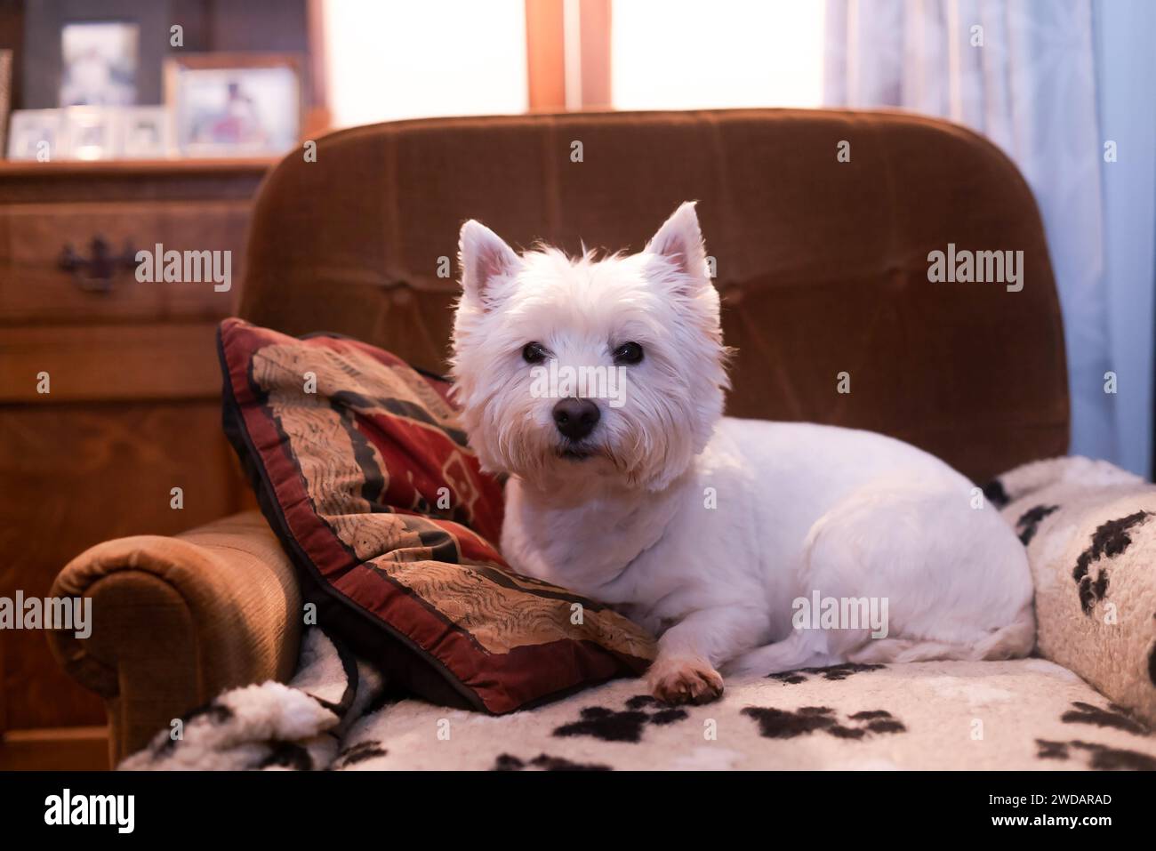 Ein West Highland Terrier (westie), der in einem Sessel in einem Haus sitzt. Stockfoto