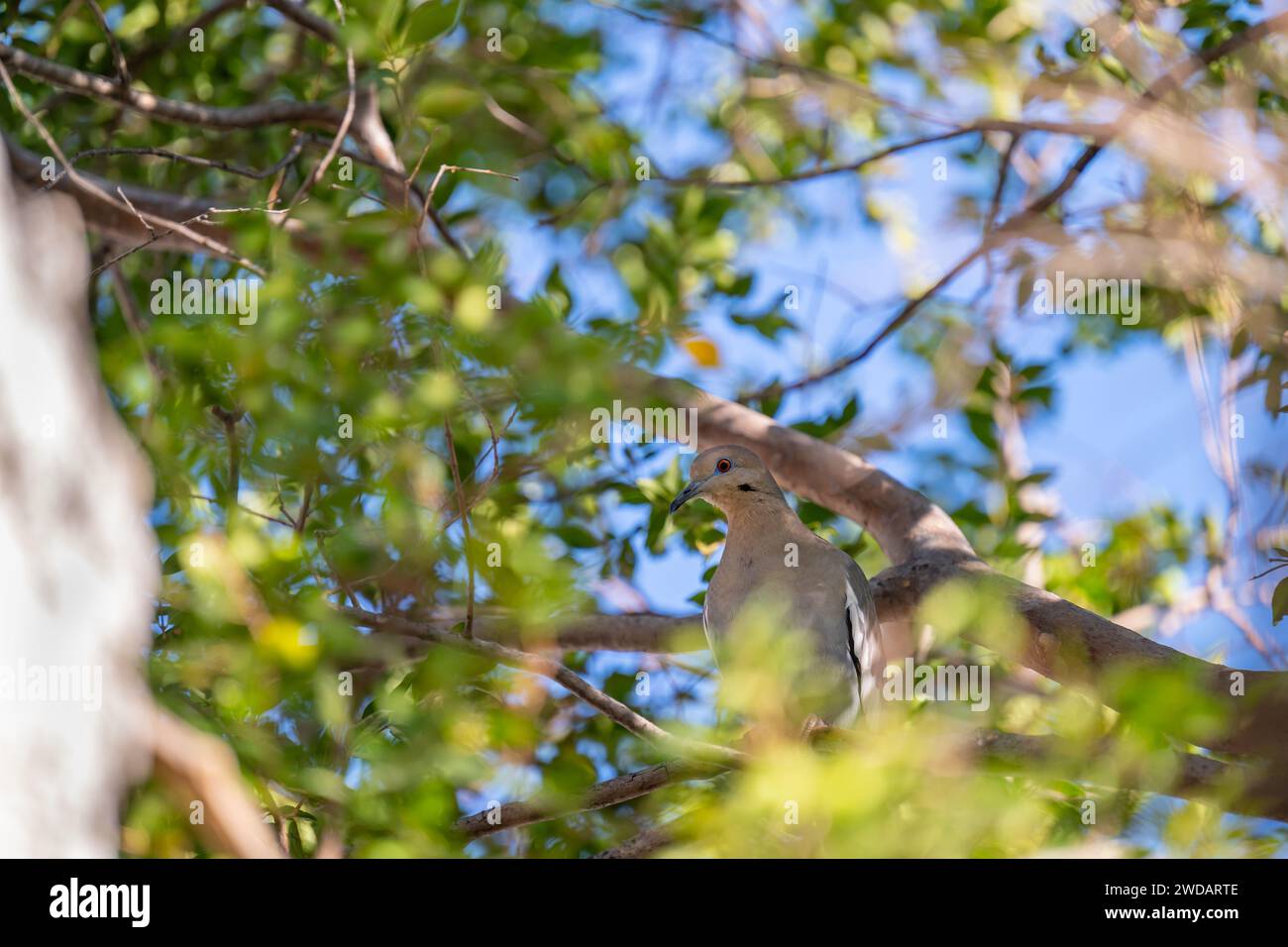 Zwei Vögel auf einem Baumzweig Stockfoto