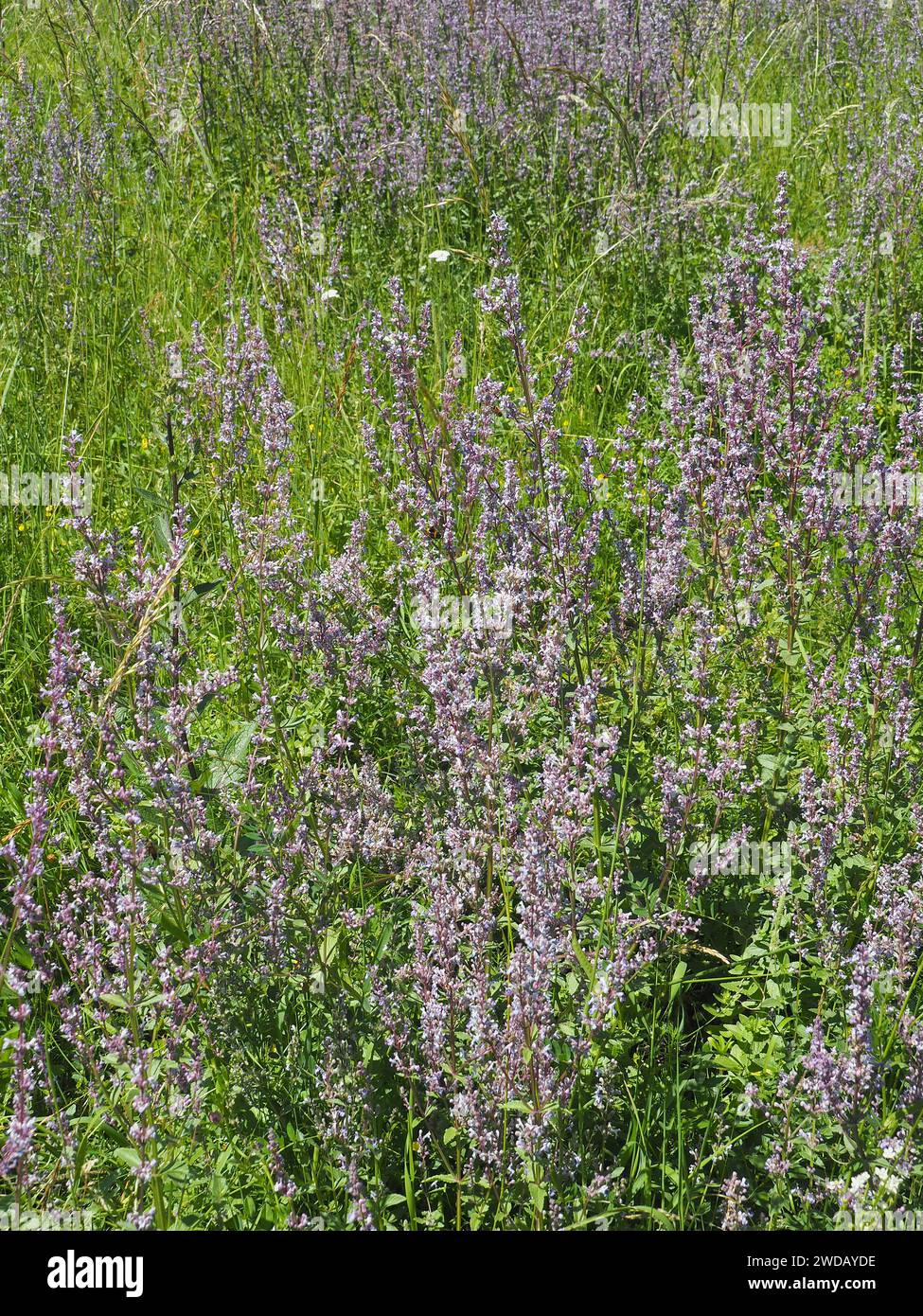 Katzenminze, Katzenminzen, Népétas, Nepeta pannonica, bugás macskamenta Stockfoto