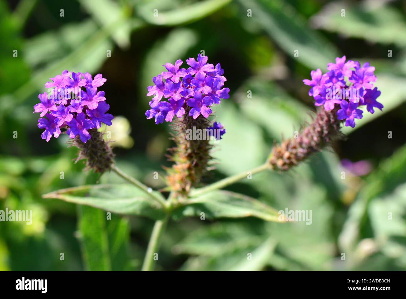 Schlankes Eisenkraut, Tuberöse Eisenkraut, Verbena rigida, kékvirágú vasfű Stockfoto