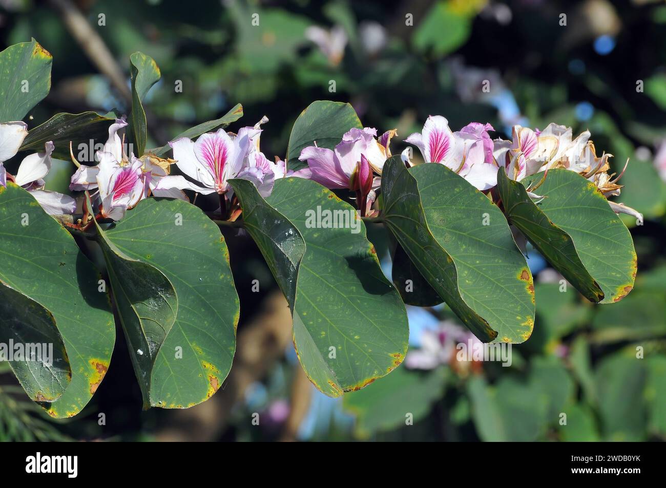 orchideenbaum, Orchideenbaum, Bauhinia variegata, közönséges orchideafa Stockfoto