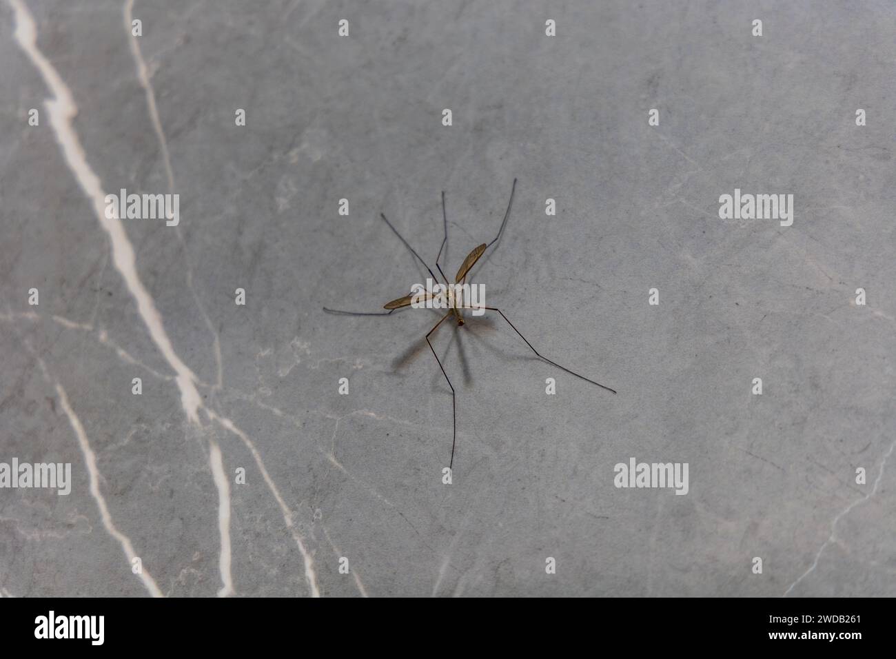 Große Mücke mit langen Beinen sitzt auf grauer Marmorwand der Dusche Stockfoto