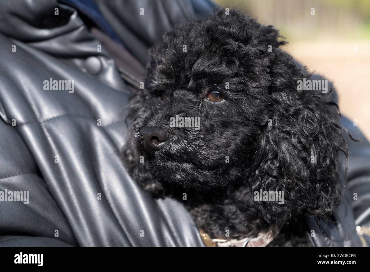 Der niedliche lockige Pudel sitzt unter der Jacke des Tierbesitzers Stockfoto