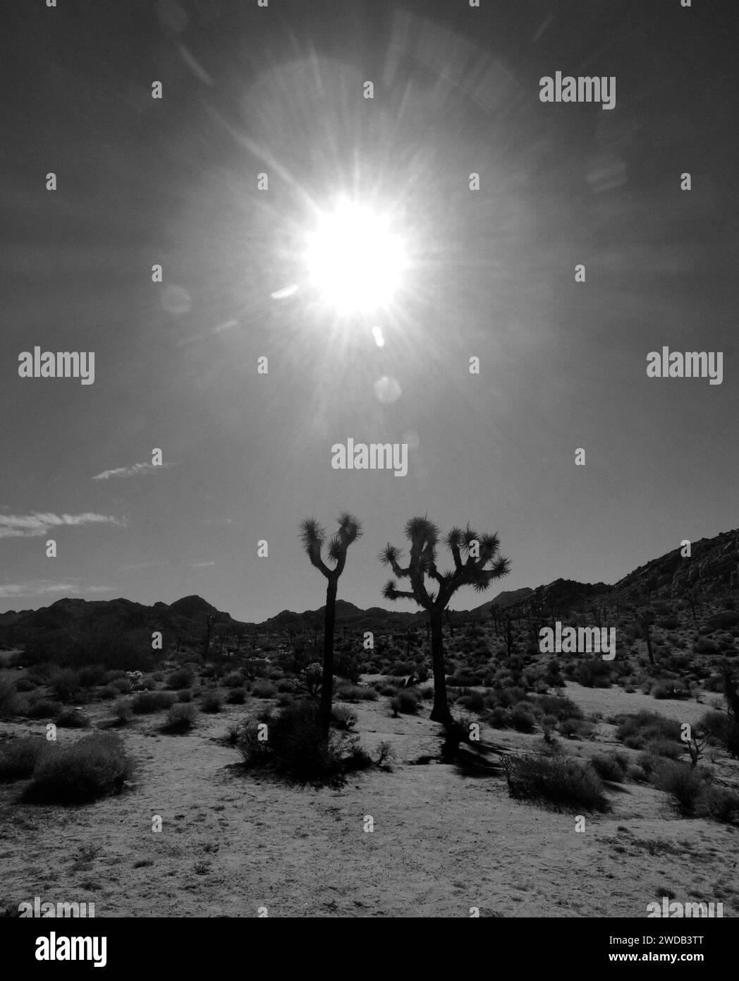 Die Sommersonne scheint hinter Joshua Bäumen im Joshua Tree National Park in Kalifornien hell. Stockfoto