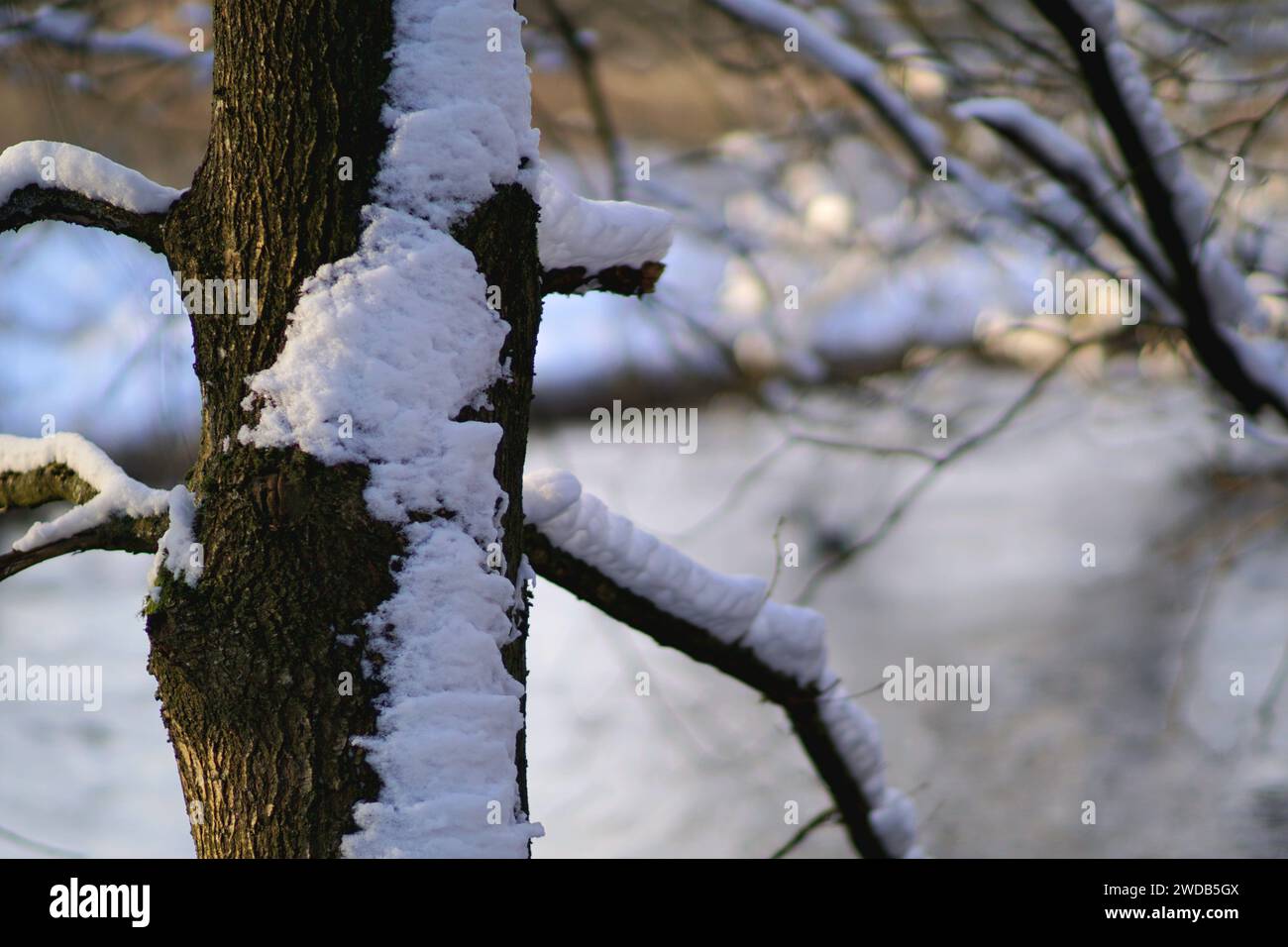 Schnee / Winter / Baum Stockfoto