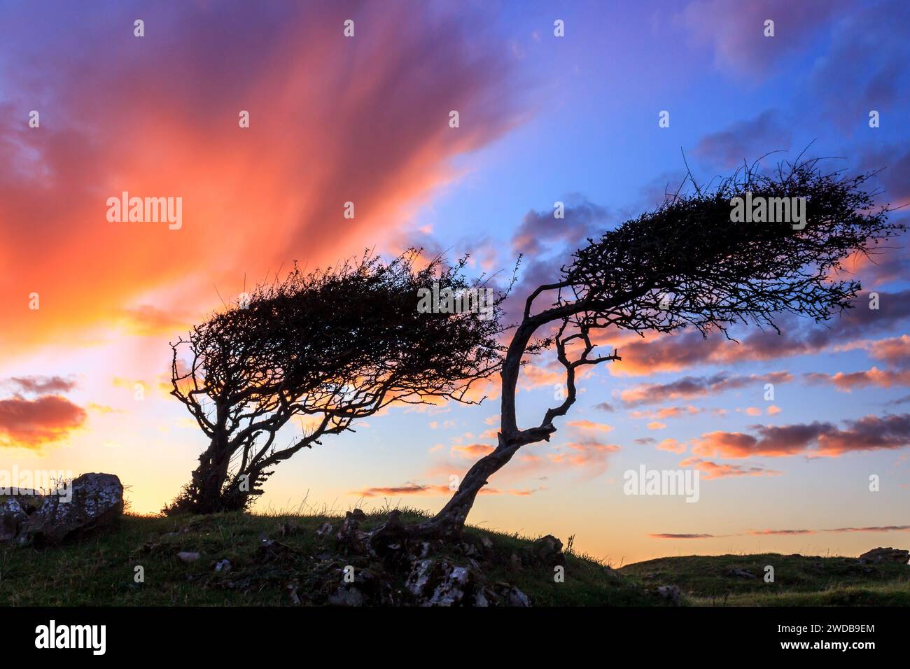 Bäume mit vorherrschenden Winden Stockfoto