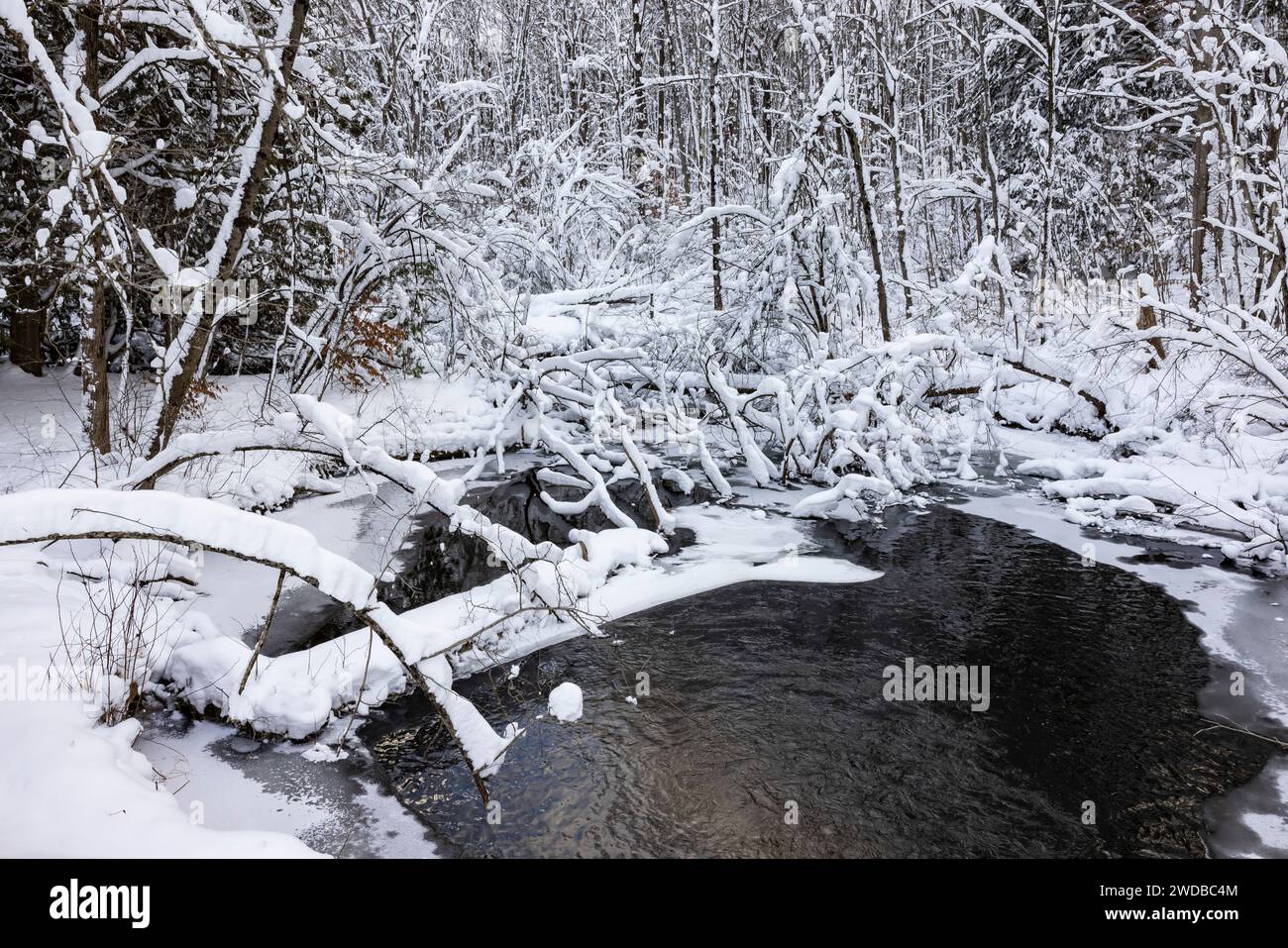 Quigley Creek Natural Area nach einem Schneesturm im Mecosta County, Michigan, USA Stockfoto