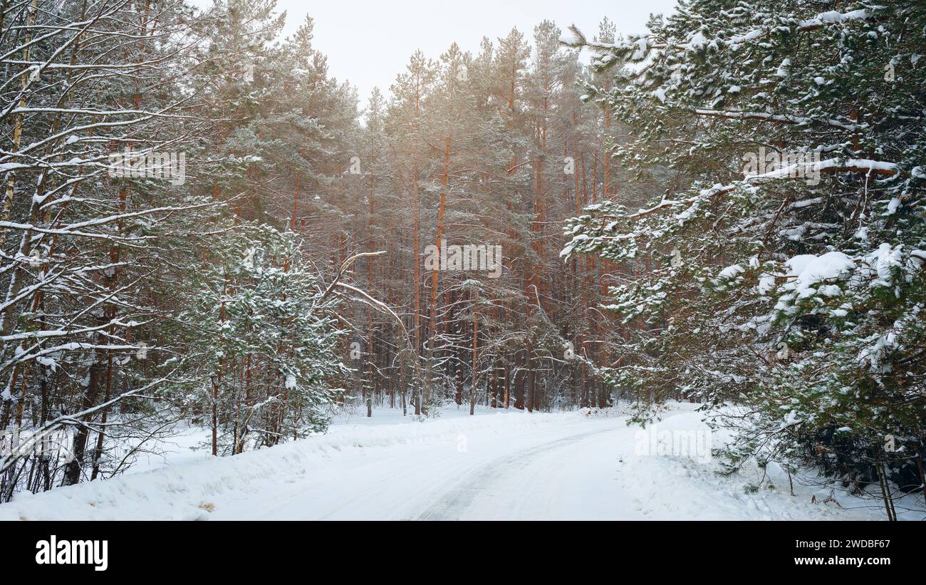 Straße und Bäume im Schnee in einem Kiefernwald, Landausflug im Winter Stockfoto