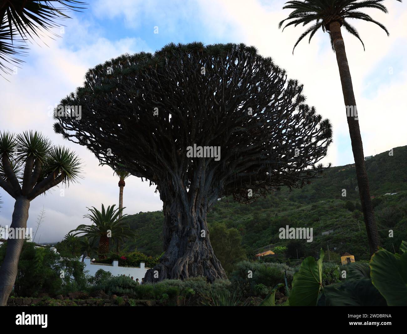 Der Drago Park liegt im Norden der Insel Teneriffa in Icod de Los Vinos und ist ein emblematischer Ort, der um ein Baumsymbol gebaut wurde: «El Drago» Stockfoto