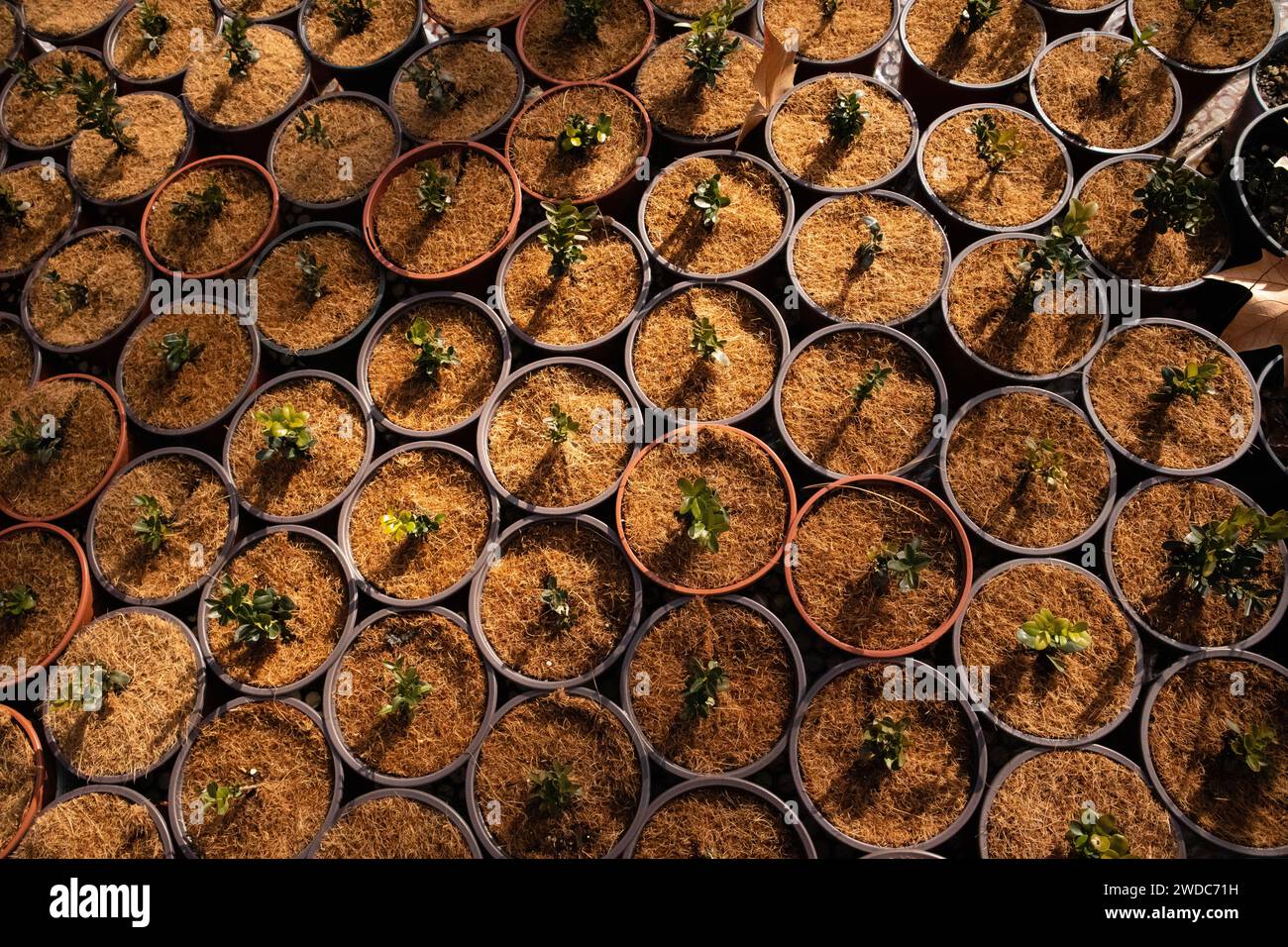 Viele Töpfe mit Pflanzen, kleine Bäume, die in einem Gewächshaus gewachsen sind. Kokos-Kokos-Torf-Kompost Organisches Boden-Hydroponisches Substrat. Stockfoto