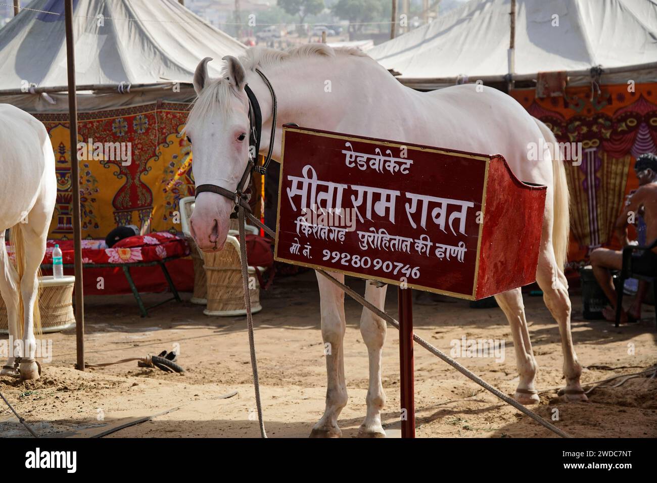 Pferdeverkauf, Kamelmarkt, Messe, Leute, Hochzeitsmarkt, Tiere, Wüstenstadt Pushkar, (Pushkar Kamal Fair) Rajasthan, Nordindien, Indien Stockfoto