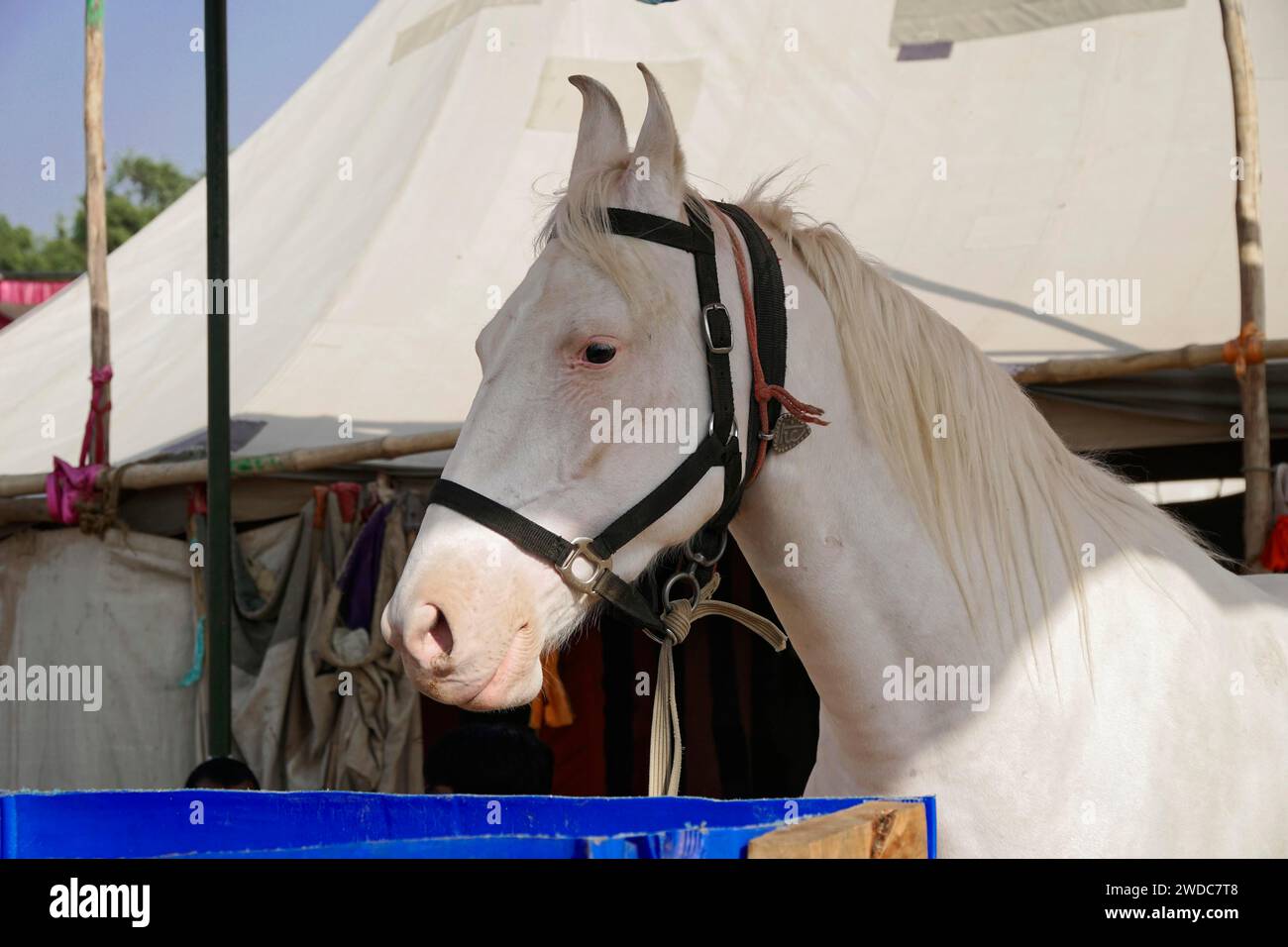 Pferdeverkauf, Kamelmarkt, Messe, Leute, Hochzeitsmarkt, Tiere, Wüstenstadt Pushkar, (Pushkar Kamal Fair) Rajasthan, Nordindien, Indien Stockfoto