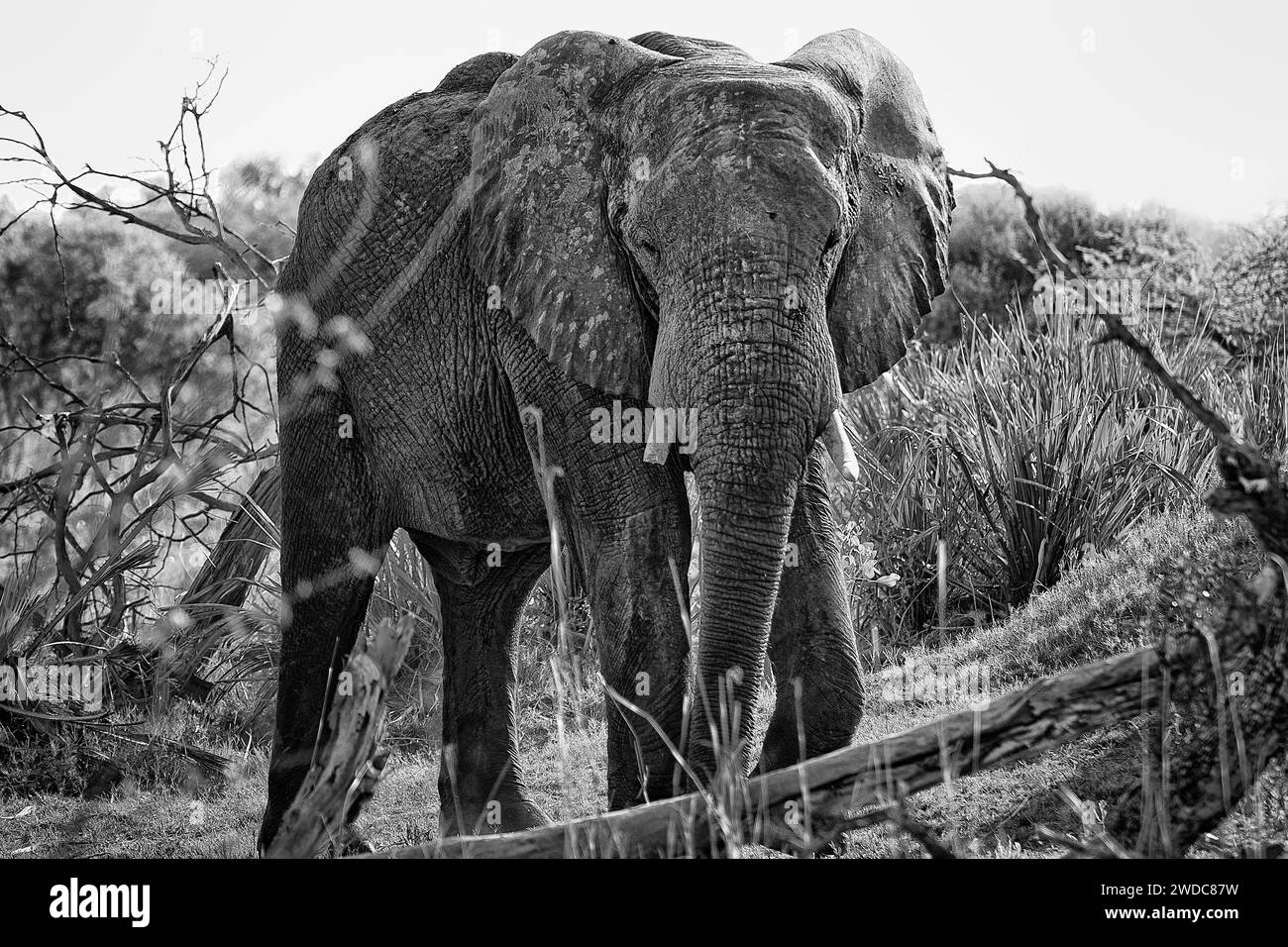 Elefant (Loxodonta africana), frontal, voll, Safari, Tourismus, reisen, Schwarzweiß, Schwarzweiß, Schwarzweiß, Schwarzweiß, Region Savuti, Chobe-Nationalpark, Botswana Stockfoto
