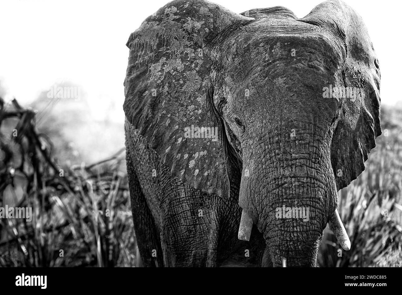 Elefant (Loxodonta africana), frontal, voll, Safari, Tourismus, reisen, Schwarzweiß, Schwarzweiß, Schwarzweiß, Schwarzweiß, Region Savuti, Chobe-Nationalpark, Botswana Stockfoto