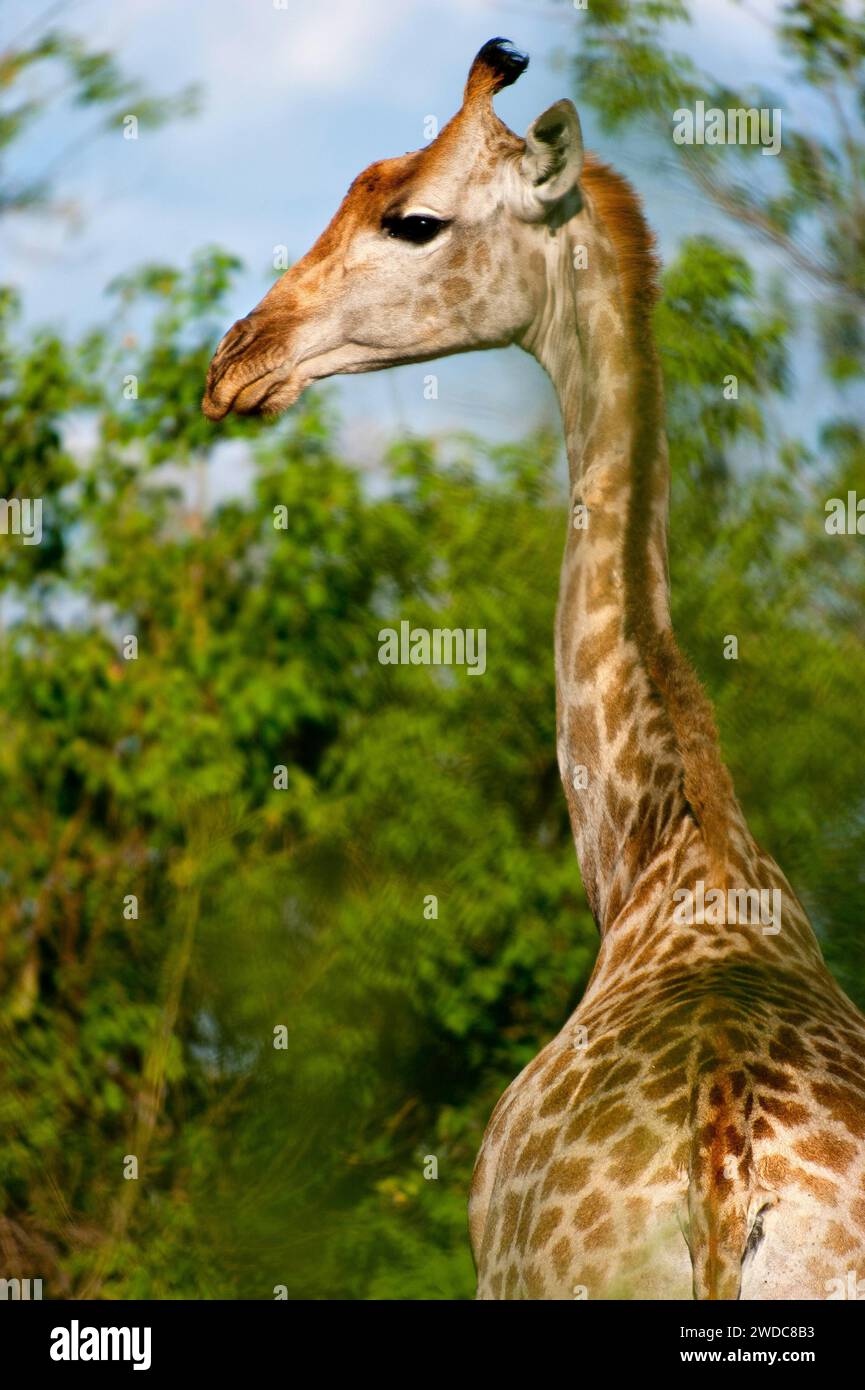 Porträt einer Südgiraffe (Giraffa giraffa), frei lebendig, Wildnis, Safari, Reise, Tierporträt im Moremi-Nationalpark in Botswana Stockfoto