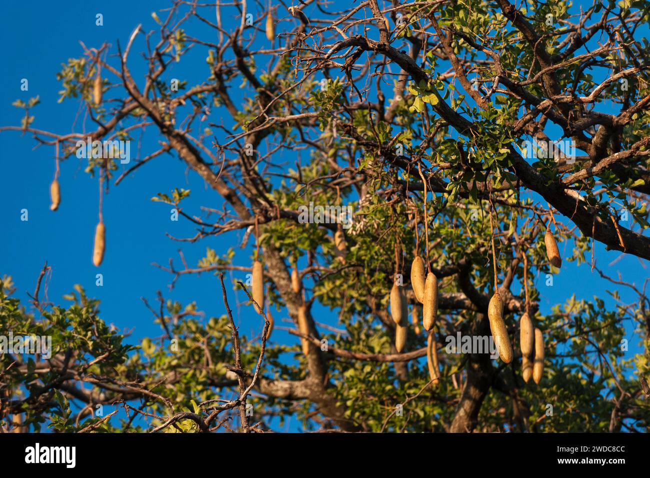 Kigelia (Kigelia africana), Baum, Obst, Baumfrüchte, Flora, Pflanze, immergrün, afrikanisch, Moremi Nationalpark in Botswana Stockfoto