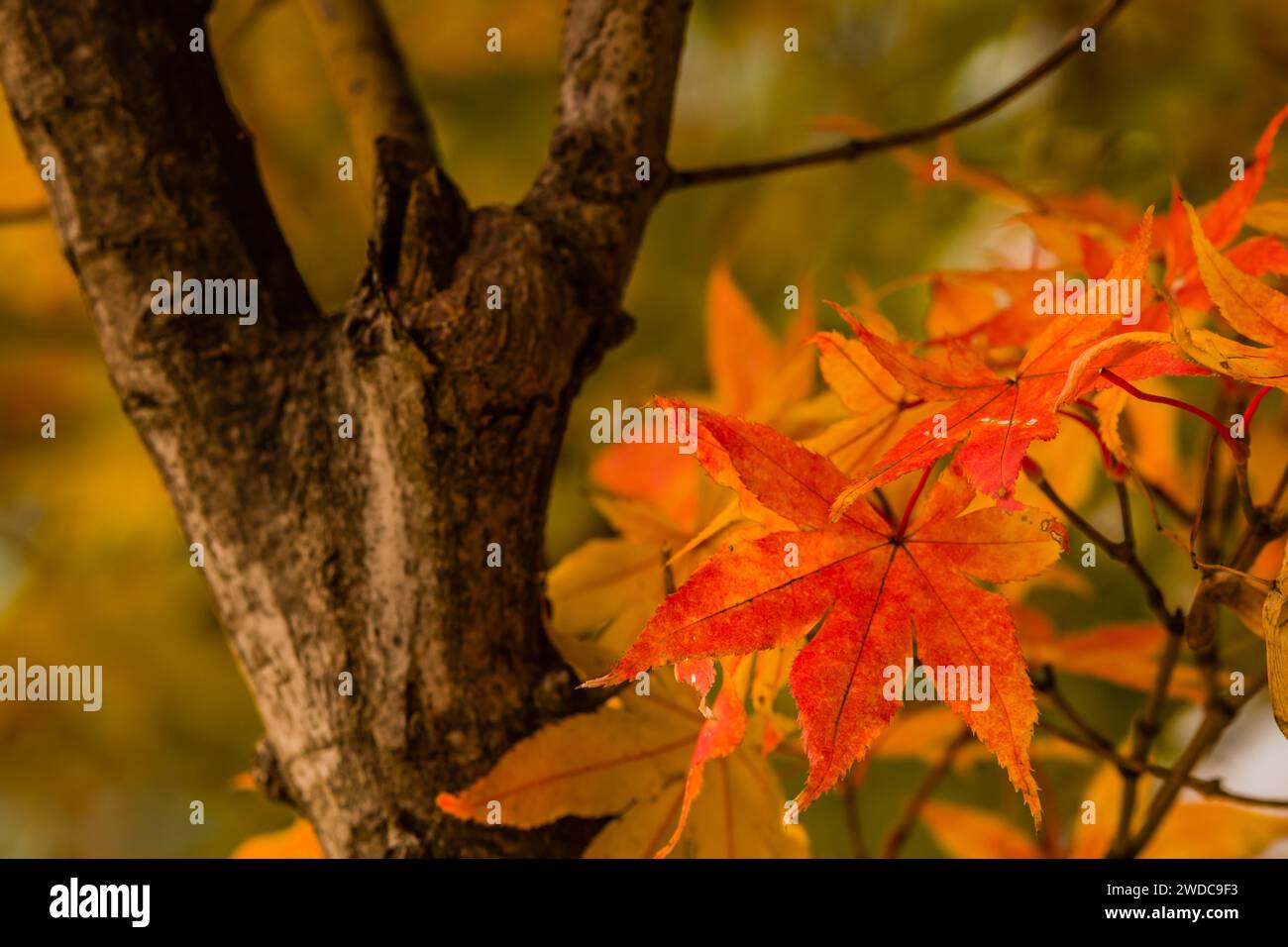 Großaufnahme eines roten Ahornblattes mit weichem, verschwommenem Hintergrund, Südkorea Stockfoto