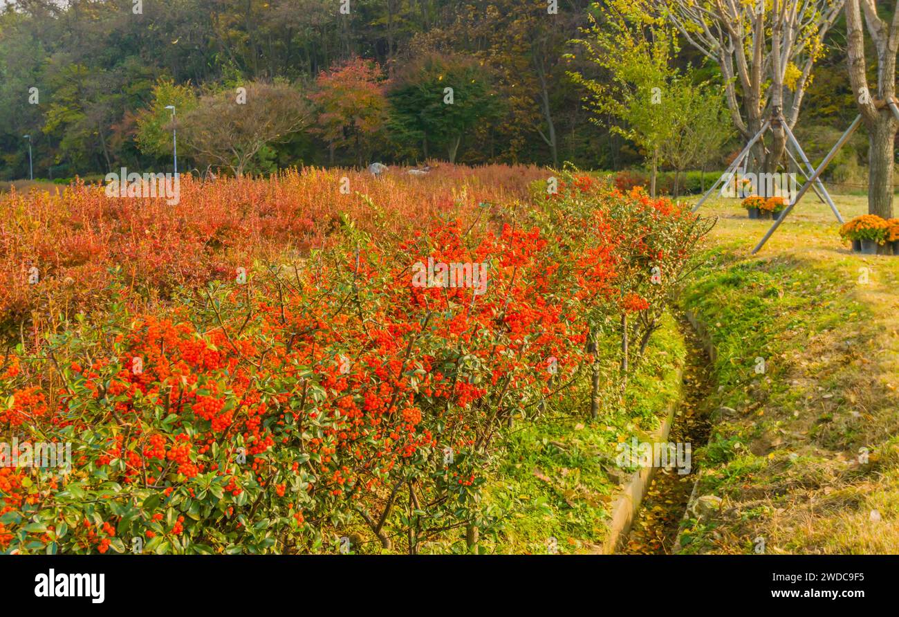 Strauchfeld mit roten Beeren neben einem künstlichen Entwässerungsgraben mit Bäumen in Herbstfarben im Hintergrund, Südkorea Stockfoto