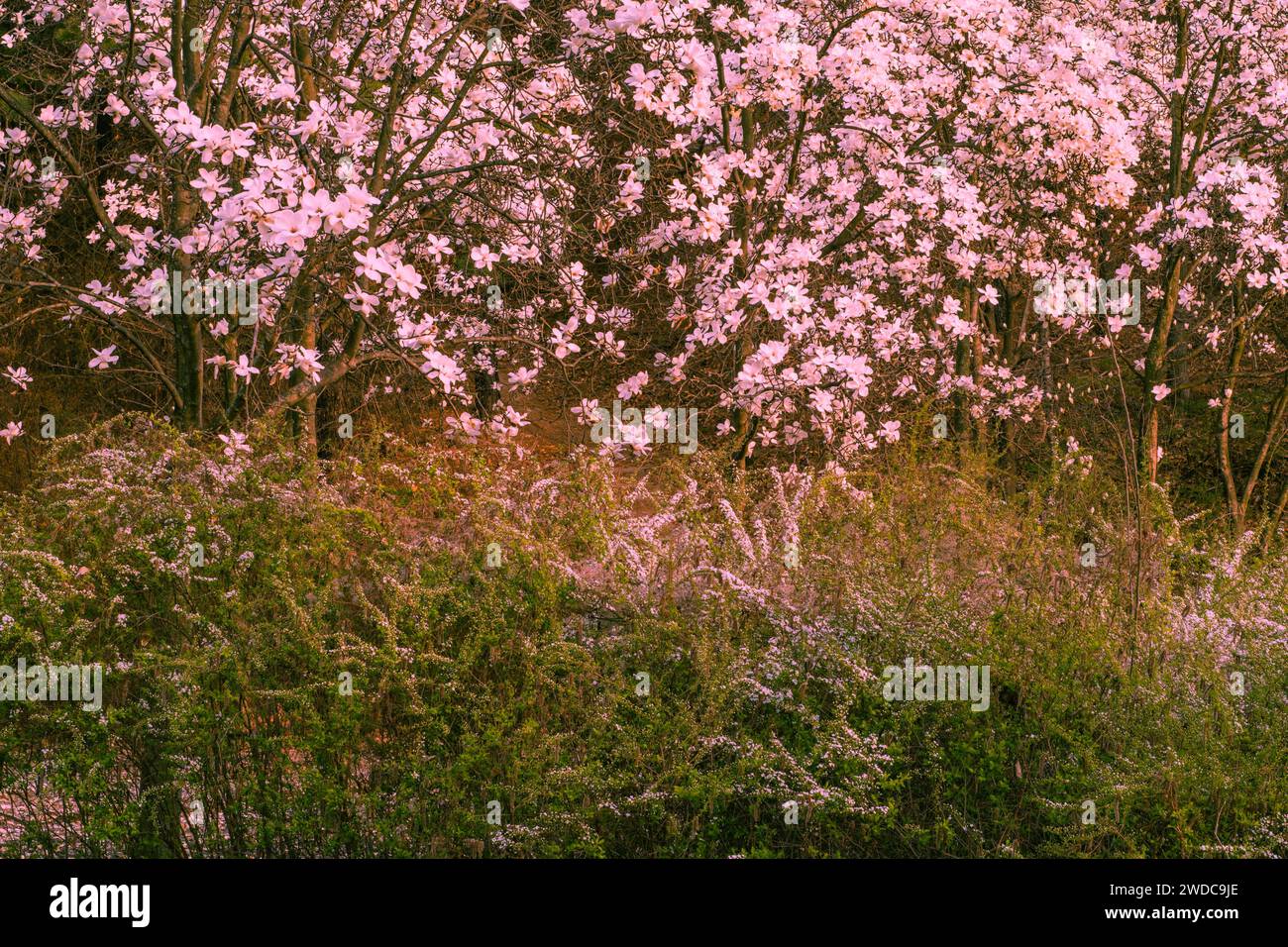 Schöner Hartholzbaum mit rosa Blumen am Rande des Waldparks im frühen Frühjahr, Südkorea Stockfoto