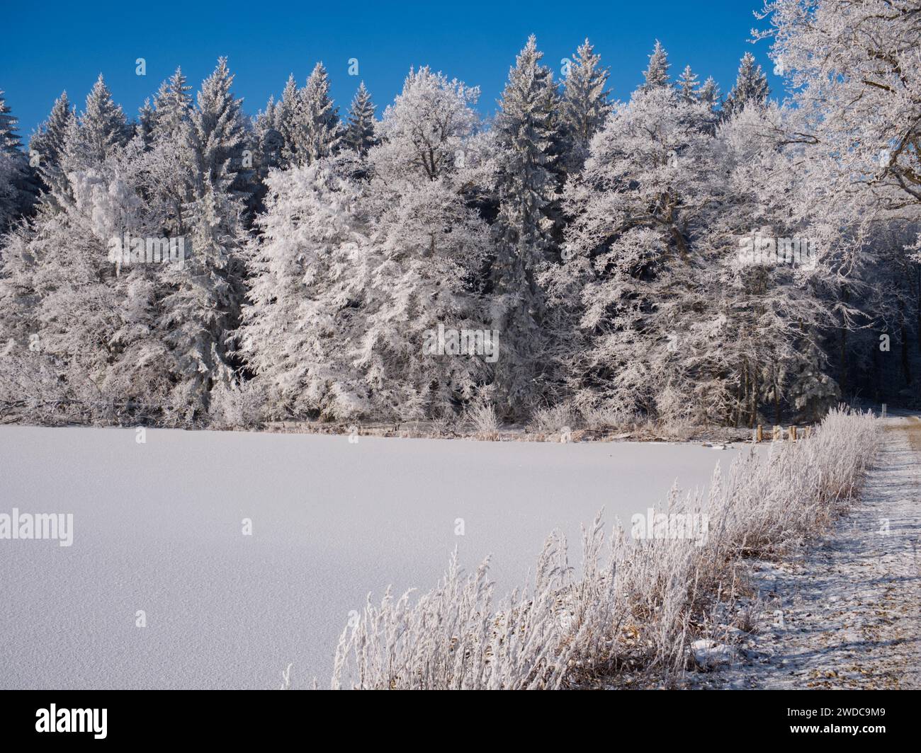 Frostige Bäume vor einem gefrorenen See, Hattenburg, Baden-Württemberg, Deutschland Stockfoto