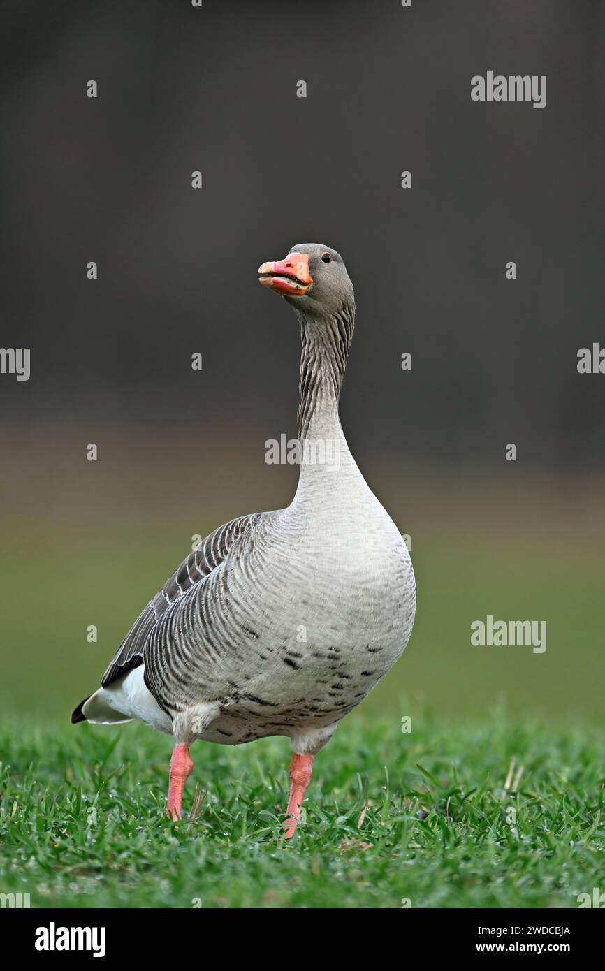 Graugans (Anser anser), stehend auf einer Wiese, Schweiz Stockfoto
