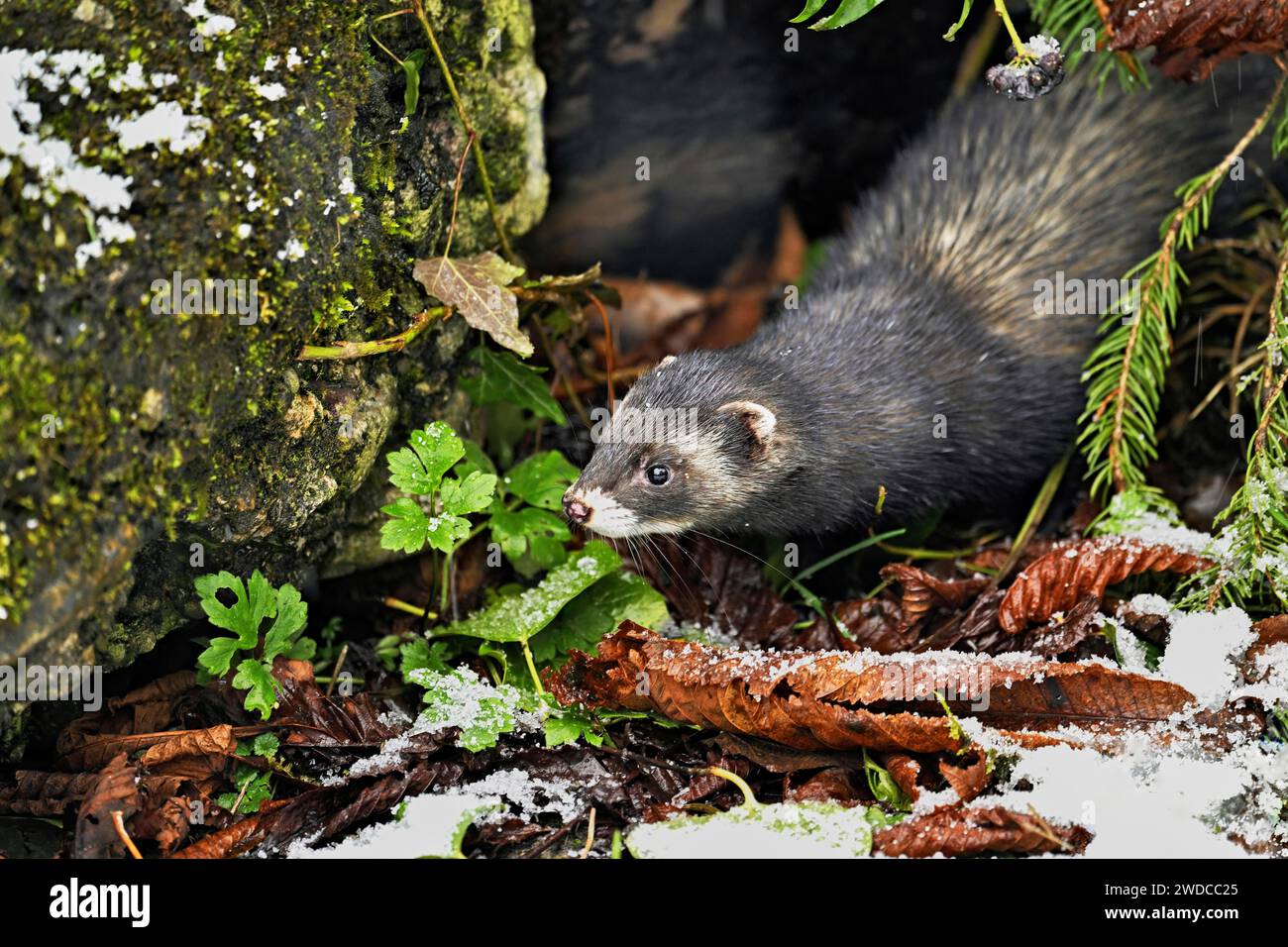 Europäischer Polecat (Mustela putorius) oder Waldpolecat, aus den Büschen schaut, Gefangenschaft, Schweiz Stockfoto