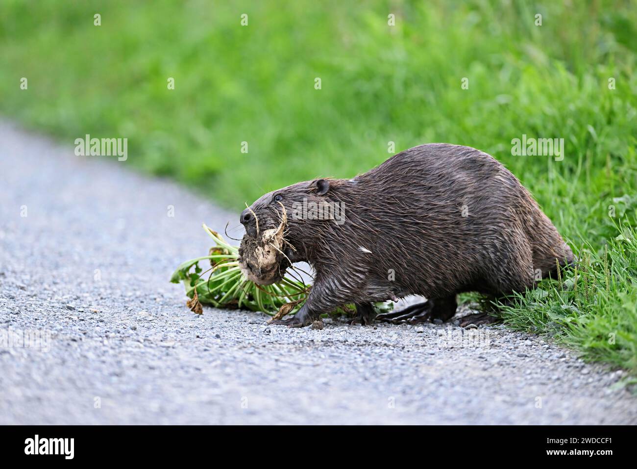 Europäische Biber (Castor Fiber), auf einem Feldweg mit einer Rüben in der Mündung, Freiamt, Kanton Aargau, Schweiz Stockfoto