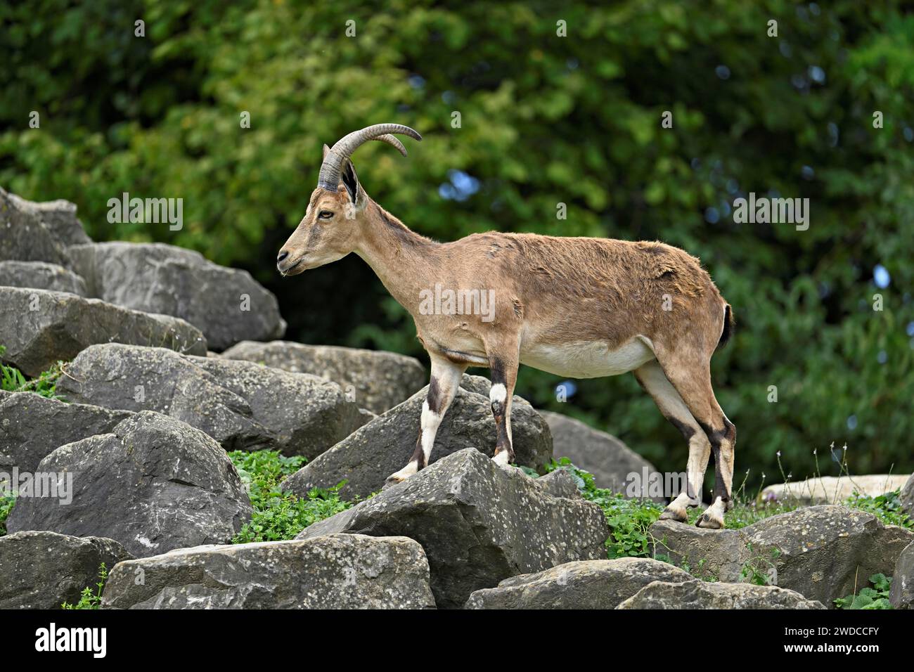 Nubische Steinböcke (Capra Nubiana), in Gefangenschaft, Schweiz Stockfoto