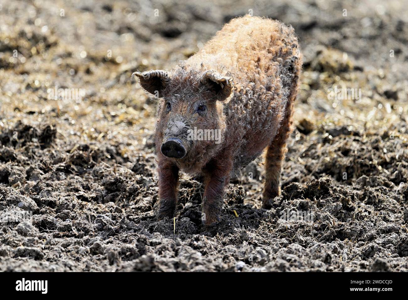 Wollschwein oder Mangalica-Schwein, Ungarn Stockfoto